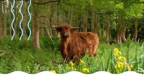 Ontdek de Schinveldse Bossen: brongebied in Zuid-Limburg 
